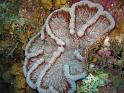 corail cactus ridé Mycetophyllia lamarckiana
